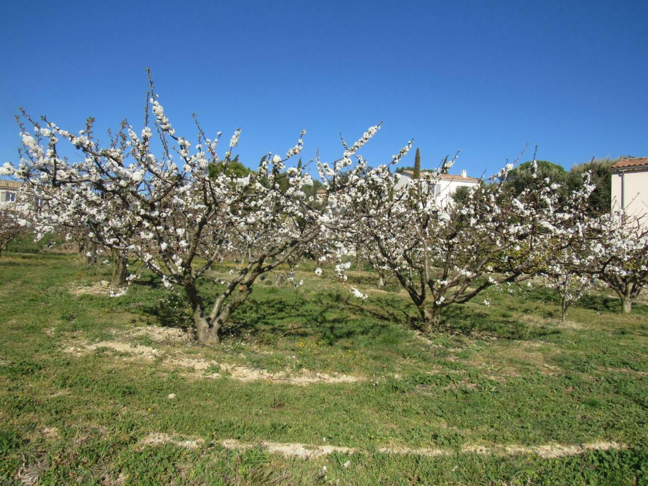Residence De Gites La Sidoine Du Mont-Ventoux 克里隆勒布拉沃 外观 照片